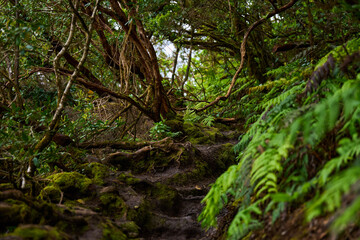 Muddy forest path with roots and moss
