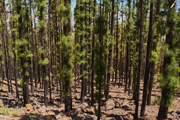 Fototapeta premium Burnt pines recovering in Corona Forestal