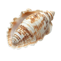 Obraz premium Seashell close up spiral shell ocean treasure beach find nature beauty