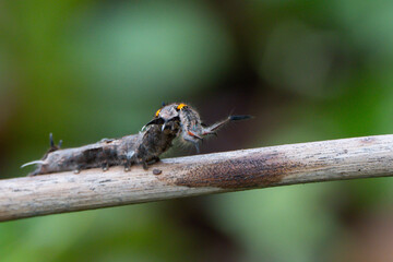 caterpillar