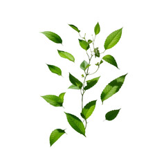 Fototapeta premium Falling green tea leaves or mint leaves 