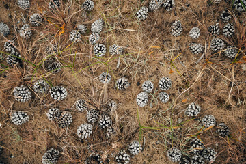 Pine Cones on Forest Floor – Autumn Nature Texture