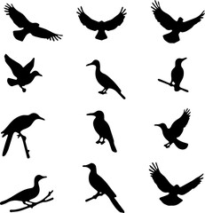 Bird Silhouettes Set 12 Black Vector Bird Icons on White Background