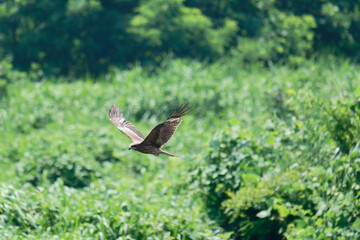 Black kite is flying