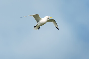 Seagull Flying in the Sky