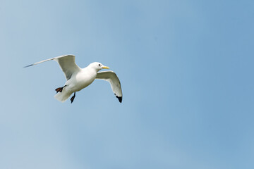 Seagull Flying in the Sky