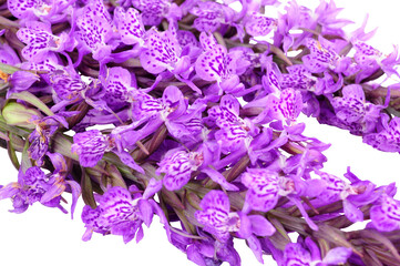 Purple spotted marsh orchid British wild flower