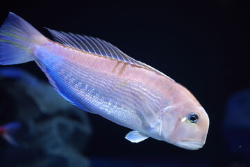 Obraz premium Branchiostegus japonicus, the horsehead tilefish, Japanese horsehead tilefish, red amadai or the red tilefish, is a species of marine ray-finned fish, a tilefish belonging to the family Malacanthidae.