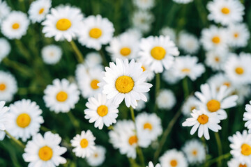 Daisies in a meadow