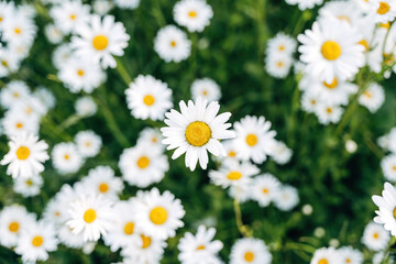 Fototapeta premium Daisies in a meadow