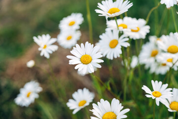 Daisies in a meadow