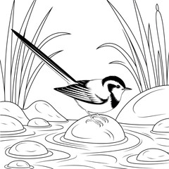 That is a wagtail 