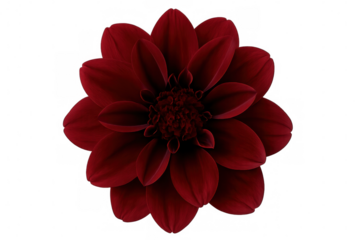 Red dahlia flower head blooming, isolated on transparent background, perfect for floral arrangements or design projects