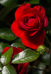 A bright red rose opening its velvety petals. The center of the flower is still tightly curled. A green leaf and an unopened rosebud are visible at the bottom of the frame.
