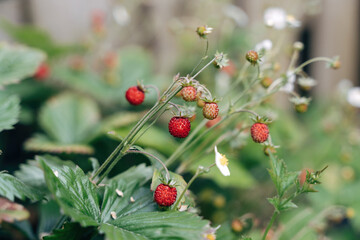 Obraz premium red wild strawberries