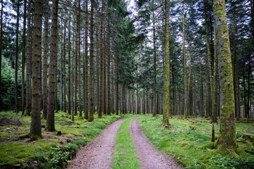 Enchanting Mystique of the Atmospheric Forest