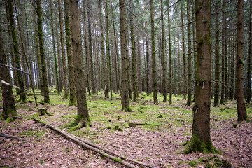 Enchanting Mystique of the Atmospheric Forest
