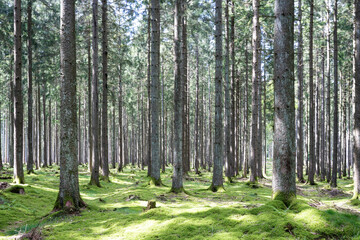 Enchanting Mystique of the Atmospheric Forest
