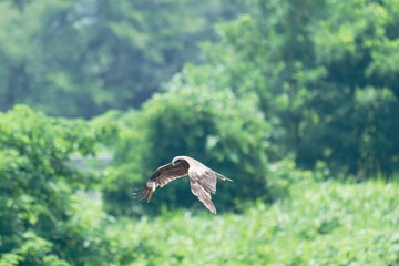 Bird of Prey Gliding in the Sky