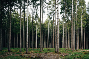 Enchanting Mystique of the Atmospheric Forest