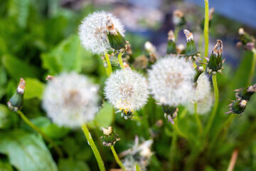 Golden Whispers: Delicate Dandelion in the Breeze