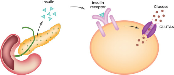 Chromosome, Telomere, and Telomerase Vector Illustration.