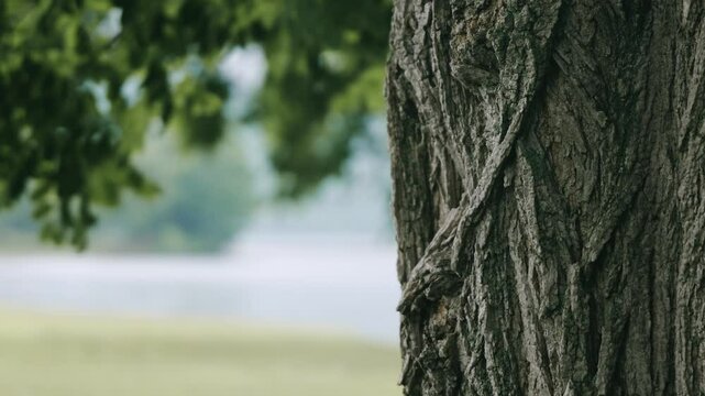 湖畔のニセアカシアの巨木の幹と揺れる小枝