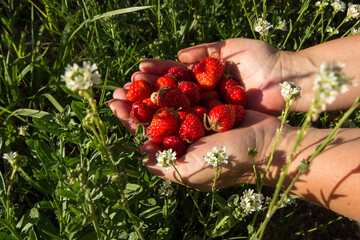 two palms full of freshly picked ripe strawberries of bright red color. The hands are among green...