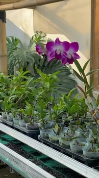  Purple Dendrobium Orchid blooming in the garden
