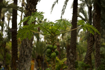 Papaya Frucht am Baum, Transatlantik Kreuzfahrt Rio de Janeiro Salvador Maceio Recife Praia Santa...