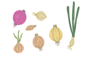Hand drawn onions and shallots in various colors on white background.