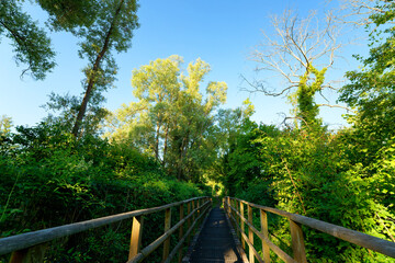 Wood boardwalk through The marshes of the lower valleys of the Juine and the Essonne river. Vert-le- Petit village village