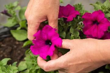 hands of a person carefully tending a petunia bush in a dark wicker planter. Hands removing faded...