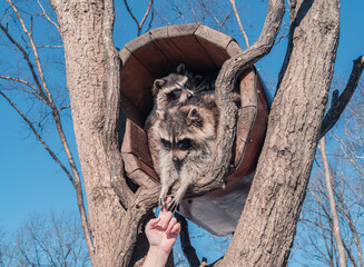 Raccoons interact with a person's hand atop a tree on a clear, sunny day in a natural setting
