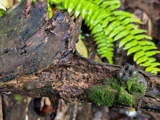 Long green leaves with raindrops are clearly visible in the center of the image, contrasting with...