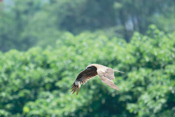 Bird of Prey Gliding in the Sky
