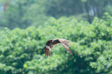Black kite is flying