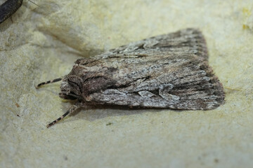 Closeup on a grey colored European owlet moth, Dichagyris signifera on wood