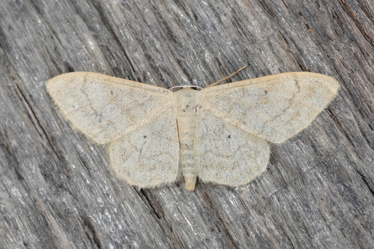 Closeup on a small lightbrown European geometer moth, Idaea deversaria on a piece of wood