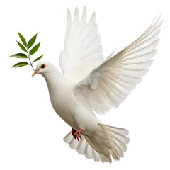 Fototapeta premium A dove carrying olive branch in beak, symbolizing peace, isolated on transparent background