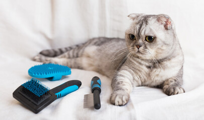 Gray cat lying next to brushes and combs for pet grooming