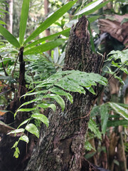Long green leaves with raindrops are clearly visible in the center of the image, contrasting with the dark textured tree trunks and dense foliage against the natural backdrop of the forest.
