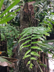 Long green leaves with raindrops are clearly visible in the center of the image, contrasting with the dark textured tree trunks and dense foliage against the natural backdrop of the forest.