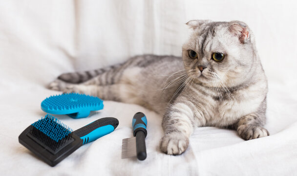 Gray cat lying next to brushes and combs for pet grooming - Powered by Adobe