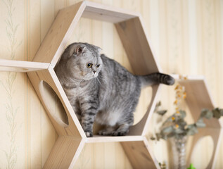 Cute gray tabby scottish fold cat playing on special wooden wall shelf