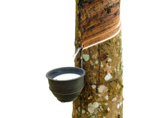 white rubber latex dripping from tapped rubber tree trunk into collection bowl showing traditional harvesting process
