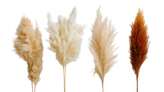 Decorative pampas grass in neutral tones, boho summer home decor, flat lay on white background, PNG format