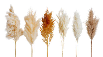 Decorative pampas grass in neutral tones, boho summer home decor, flat lay on white background, PNG format