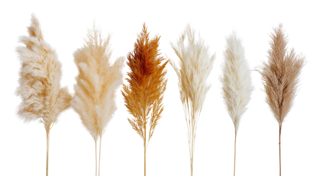 Decorative pampas grass in neutral tones, boho summer home decor, flat lay on white background, PNG format