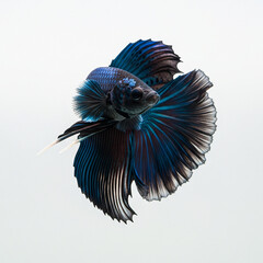 Exquisitely Detailed Betta Fish with Vibrant Blue and Black Finnage